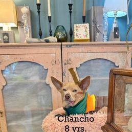 Appears to be store mascot, Chancho (not sure I've spelled correctly)