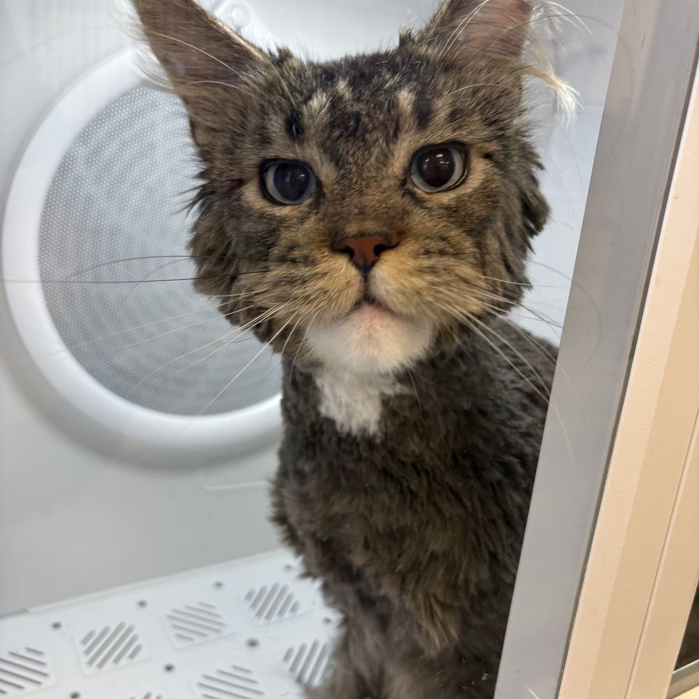 THE BEST 10 Cat Boarding in San Diego, CA - Quality & Affordability -  Updated 2026 - Yelp