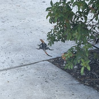 Zoo Miami - lizards running around - Zoos Near Me - Miami, Florida Zoo Miami - lizards running around - Zoos Near Me - Miami, Florida
