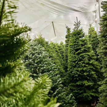 Patton Christmas Trees - Christmas Trees Near Me - Dallas, Texas Patton Christmas Trees - Christmas Trees Near Me - Dallas, Texas