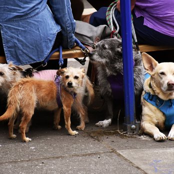 Double Mountain - Dogs are welcomed at our sidewalk tables - Brewpubs Near Me - Portland, Oregon Double Mountain - Dogs are welcomed at our sidewalk tables - Brewpubs Near Me - Portland, Oregon