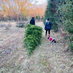 Edwards' Christmas Tree Farm