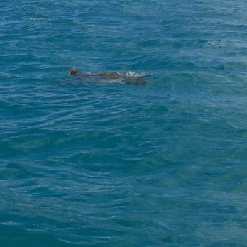 Captain Max Boat Tours - Sea turtles were everywhere! - Boat Tours Near Me - Honolulu, Hawaii Captain Max Boat Tours - Sea turtles were everywhere! - Boat Tours Near Me - Honolulu, Hawaii