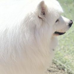 Mountain Dog Club - Some beautiful photos of Kona from his last stay's at MDC.
