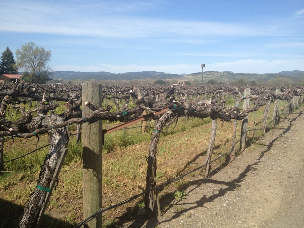 CAKEBREAD VINEYARDS Updated September 2024 1075 Greenfield Rd