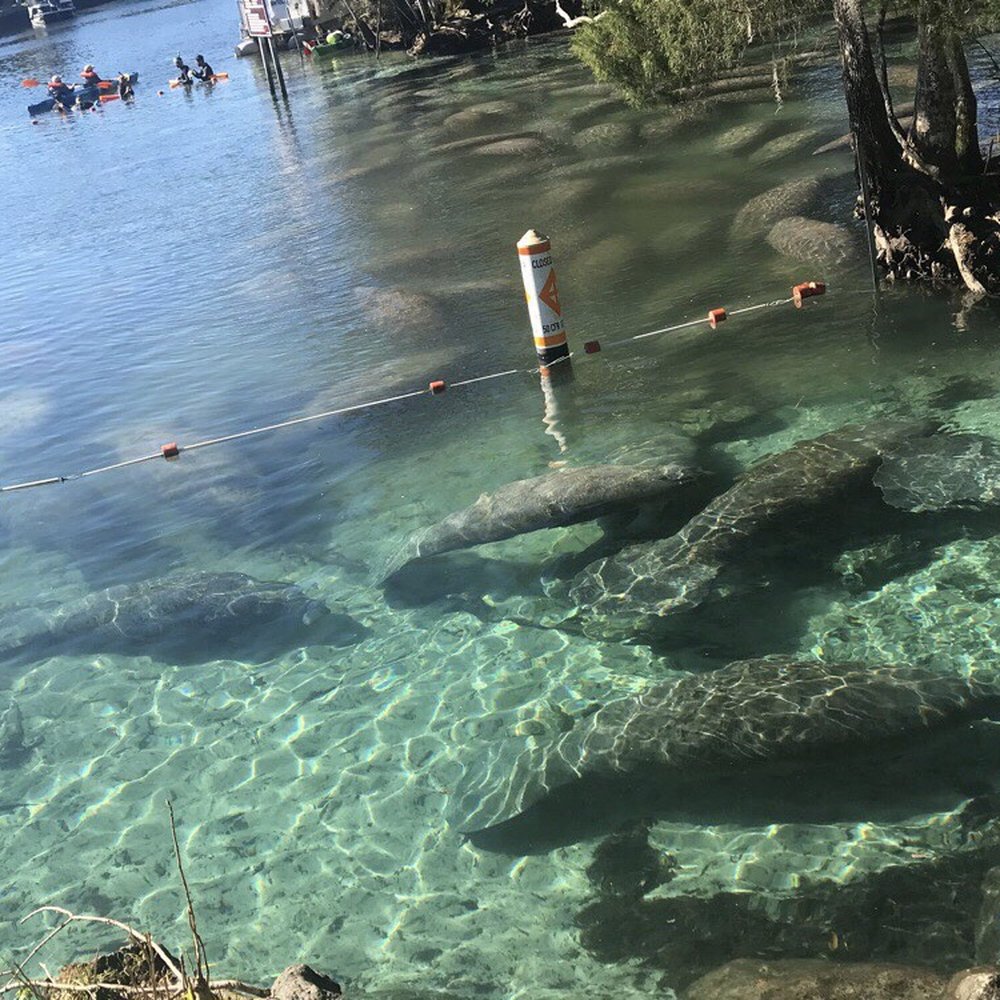 Three Sisters Springs - Tours Near Me - Crystal River, Florida Three Sisters Springs - Tours Near Me - Crystal River, Florida