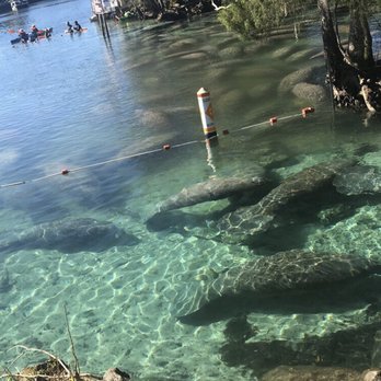 Three Sisters Springs - Tours Near Me - Crystal River, Florida Three Sisters Springs - Tours Near Me - Crystal River, Florida