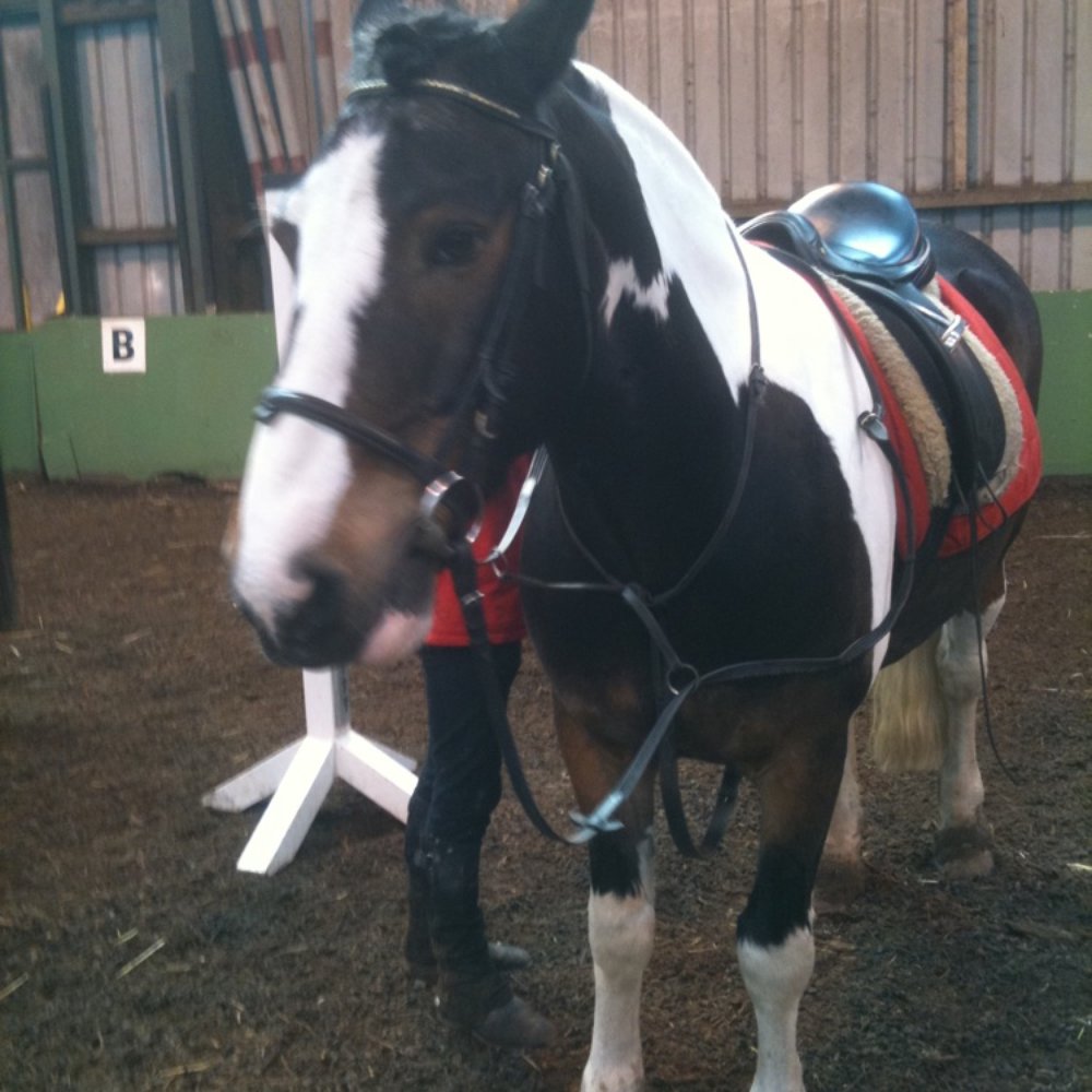 Kilronan Equestrian Centre - Mr crackers the pony. - Horseback Riding Near Me - Swords, D