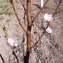 Photo of Burchell Nursery