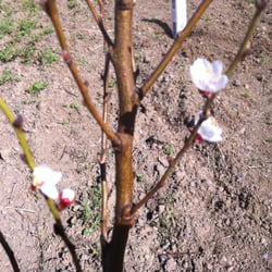 Burchell Nursery - Only happy, healthy trees blossom... :)