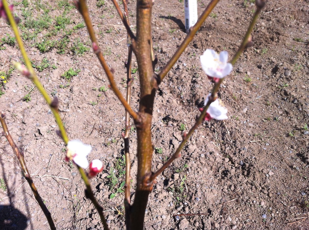 BURCHELL NURSERY Updated September 2024 12000 State Hwy 120