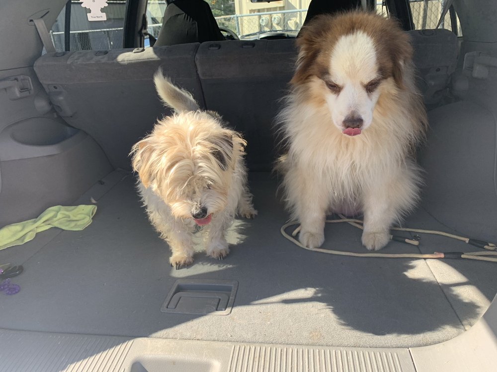 BATH, BRUSH AND BEYOND GROOMING Updated July 2024 18 Reviews 671