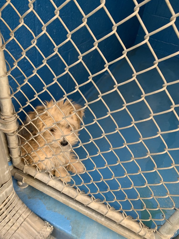 CITY OF BAKERSFIELD ANIMAL CARE CENTER 18 Photos & 42 Reviews 201 S