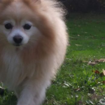 Little Angels - Pet Boarding Near Me - Vancouver, Washington Little Angels - Pet Boarding Near Me - Vancouver, Washington