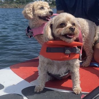 SUP Pups - Sol and Sierra loving their first outing on a paddle board - Paddleboarding Near Me - San Diego, California