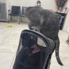 Skillman Animal Clinic gift card