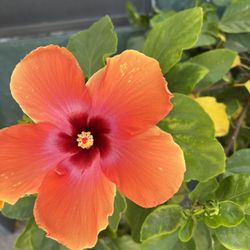 Mi Jacalito Mexican Restaurant - Just a nice flower outside