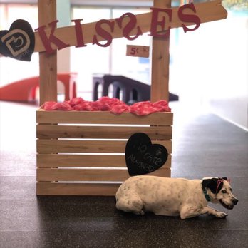Dogtopia Houston-Galleria - Pet Boarding Near Me - Houston, Texas Dogtopia Houston-Galleria - Pet Boarding Near Me - Houston, Texas
