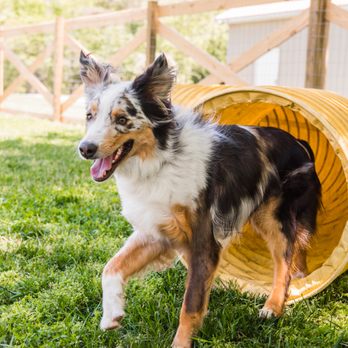 BFF Pet Services - Pet Training Near Me - Brandywine, Maryland