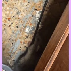 WB's Sports Bar & Grill - See the mouse? By the tea...