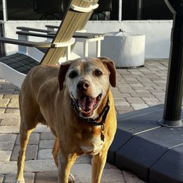 One of my last photos is Lucy.