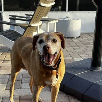 Gentle Pet Crossing - One of my last photos is Lucy. - Pet Cremation Services Near Me - Lake Worth, Florida