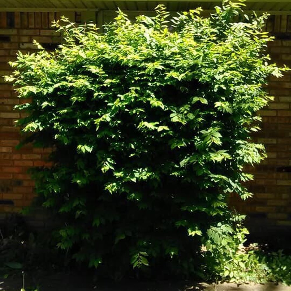 Oliver Landscaping - Before - Snow Removal Near Me