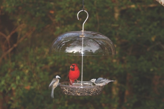 Wild Birds Unlimited Image