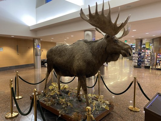 Ted Stevens Anchorage International Airport by null