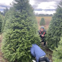 Springwater Trees Christmas Trees - Cutting our Christmas tree