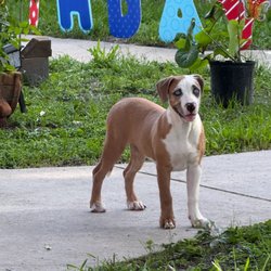 Okeechobee Veterinary Hospital - We will miss her more then words will ever say. Our beloved baby Angel rest in peace