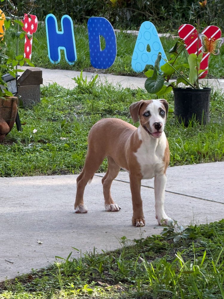 Okeechobee Veterinary Hospital Image