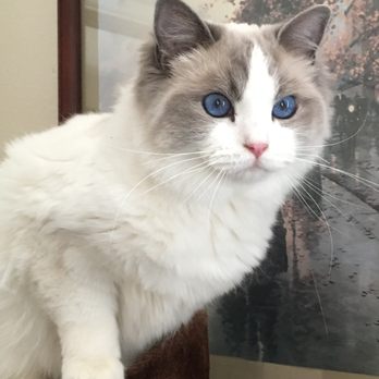 Crystal Ragdolls - Pet Breeders Near Me Crystal Ragdolls - Pet Breeders Near Me