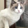Photo of Crystal Ragdolls