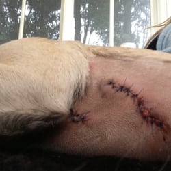 Sydney Animal Hospitals - Coco had mast cell tumor removed