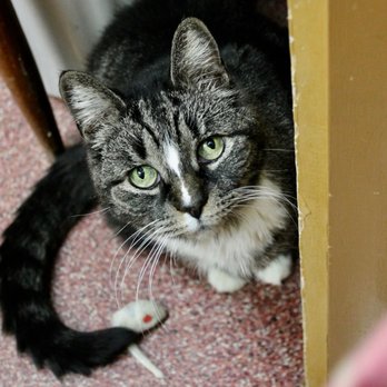 Tri-Lakes Humane Society - Animal Shelters Near Me - Saranac Lake, New York Tri-Lakes Humane Society - Animal Shelters Near Me - Saranac Lake, New York