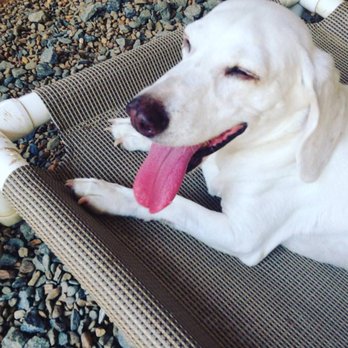 Purrfect Paws - Pet Sitting Near Me - Cornelius, North Carolina