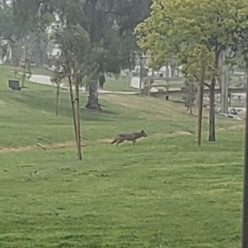 La Mirada Creek Park - Coyote early in the morning. - Parks Near Me - La Mirada, California La Mirada Creek Park - Coyote early in the morning. - Parks Near Me - La Mirada, California