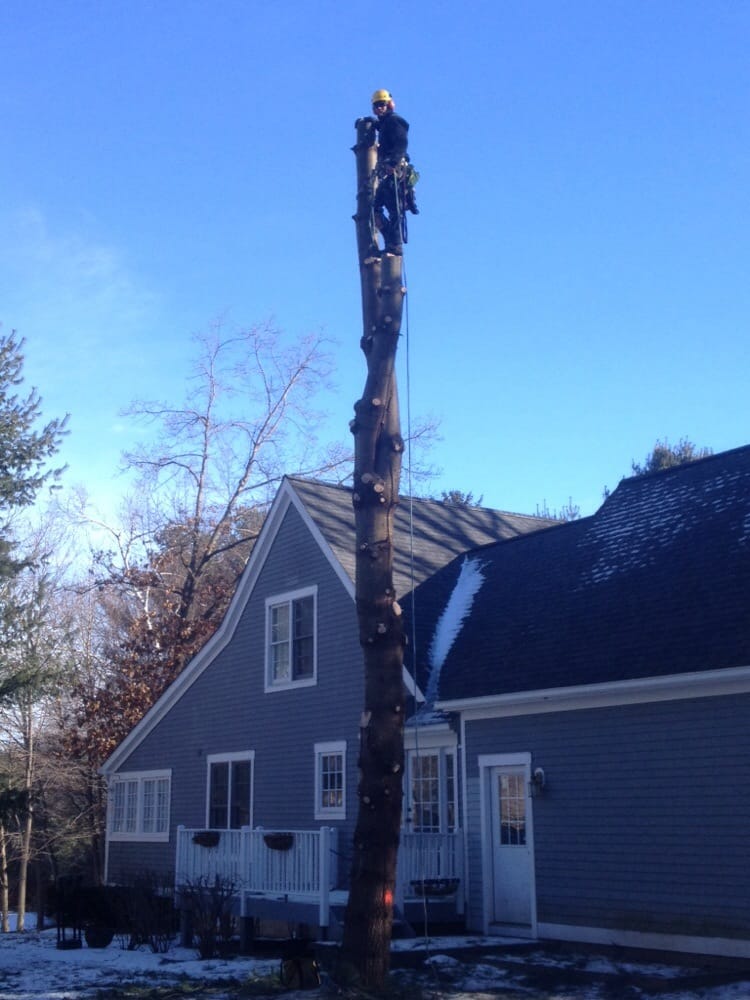 THE DAVEY TREE EXPERT COMPANY Updated September 2024 10 Photos