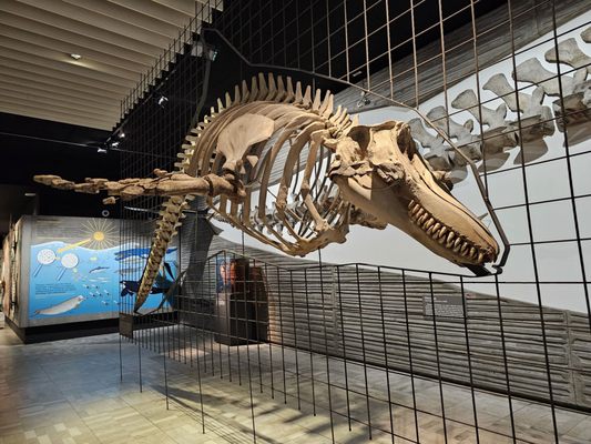 Senckenberg Nature Museum by null