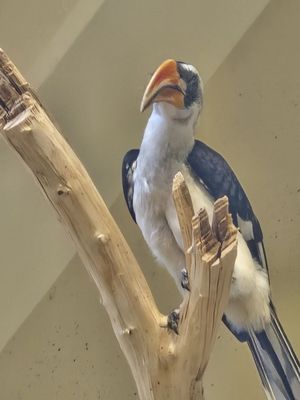 Schönbrunn Zoo by null