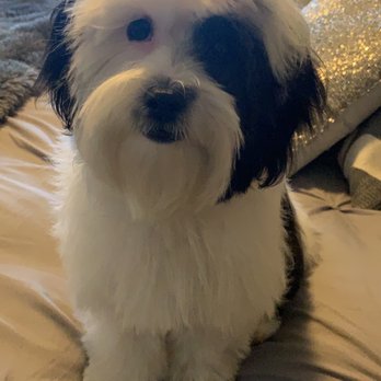 A's Mobile Dog Grooming - Maggie grooming with another groomer (time before this) - Pet Groomers Near Me