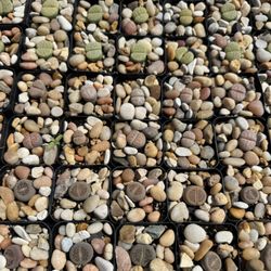 Lakewood Nursery - Living stones," or Lithops, succulent plant