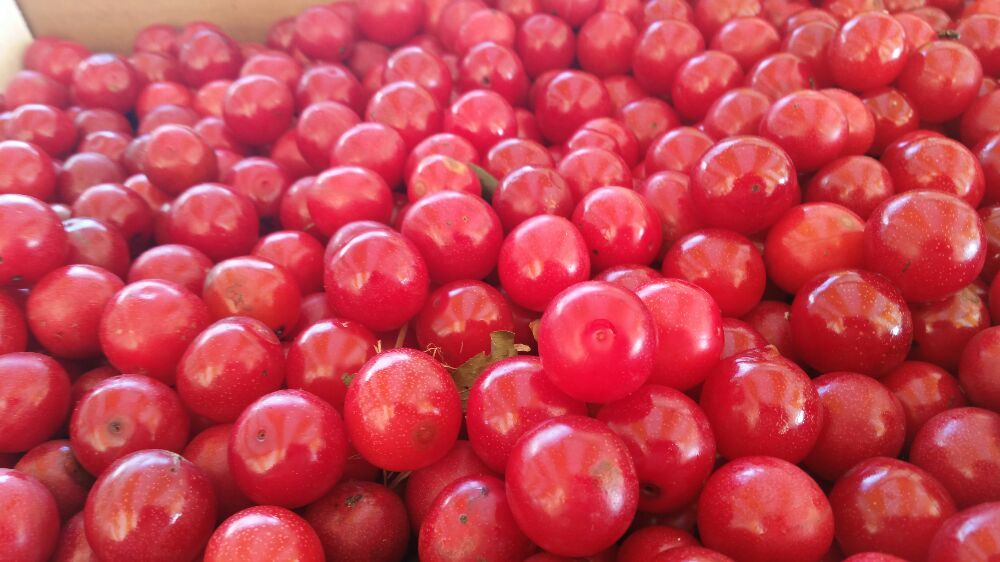 OAKTREE PRODUCE Updated October 2024 15 Photos 1955 N Hwy 66