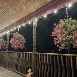 Van Riper's Gardens - Wavy petunias
