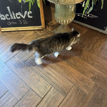 Bittersweet Cafe - Bob the cat! - Cafes Near Me - Farmington, Pennsylvania