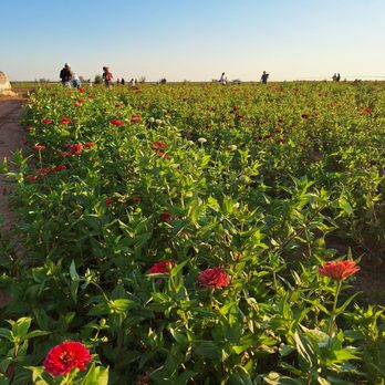 SkyGardens Flower Farm - Flower rows. - Flowers & Gifts Near Me - Levelland, Texas