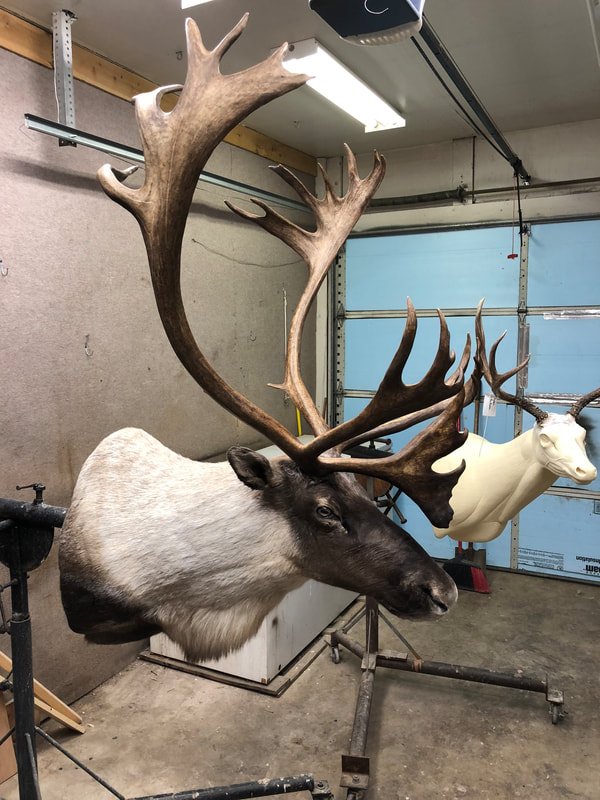 GC Taxidermy - taxidermy in Plain City, UT