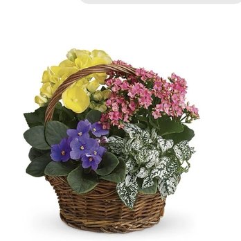 Safeway - This is plant I ordered for my friend's mom passing. - Grocery Near Me - Vacaville, California Safeway - This is plant I ordered for my friend's mom passing. - Grocery Near Me - Vacaville, California