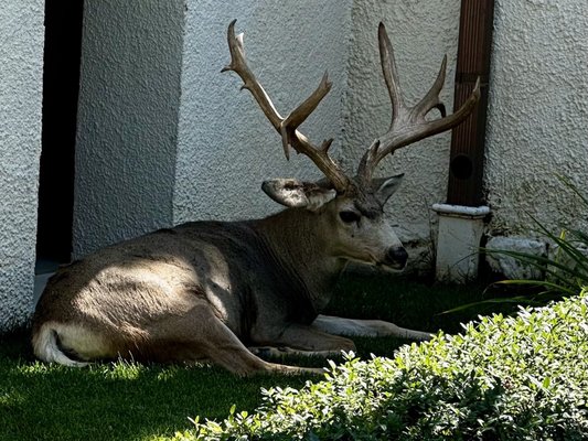 The Penrose Room by null